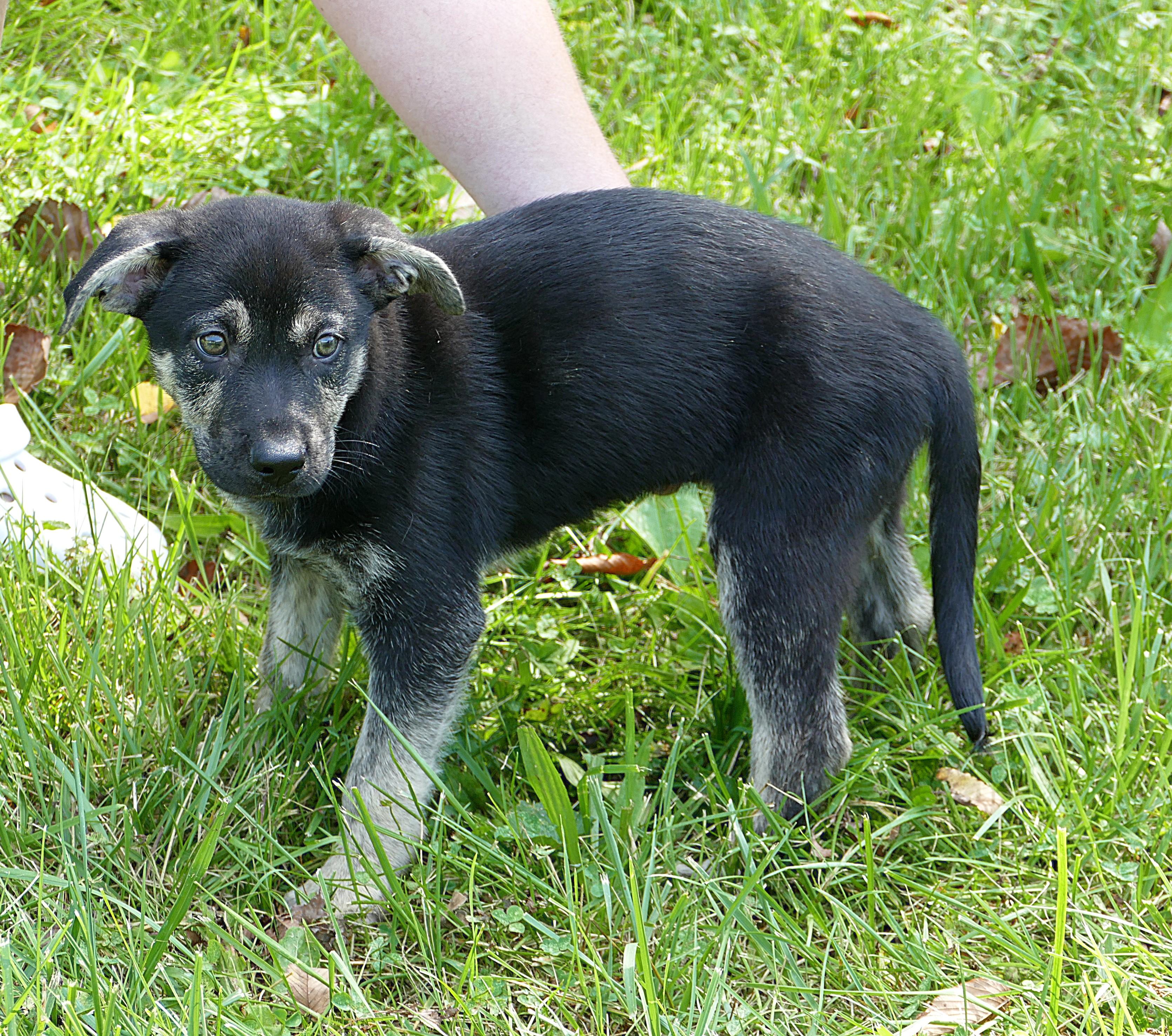 BELLE, adopted, Puppy Female Retriever.