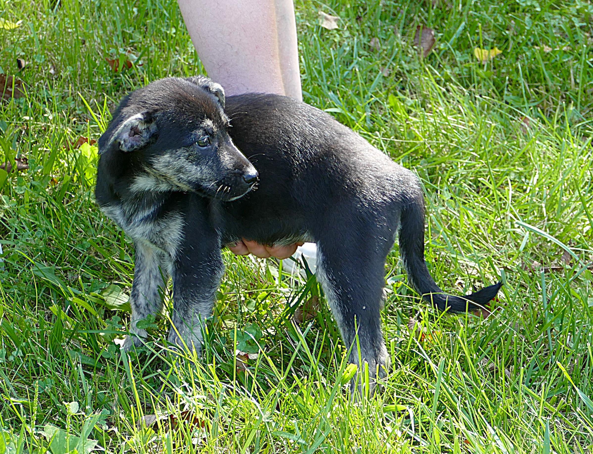 BELLE, an adopted mixed breed in Beechbottom, WV image 3/5