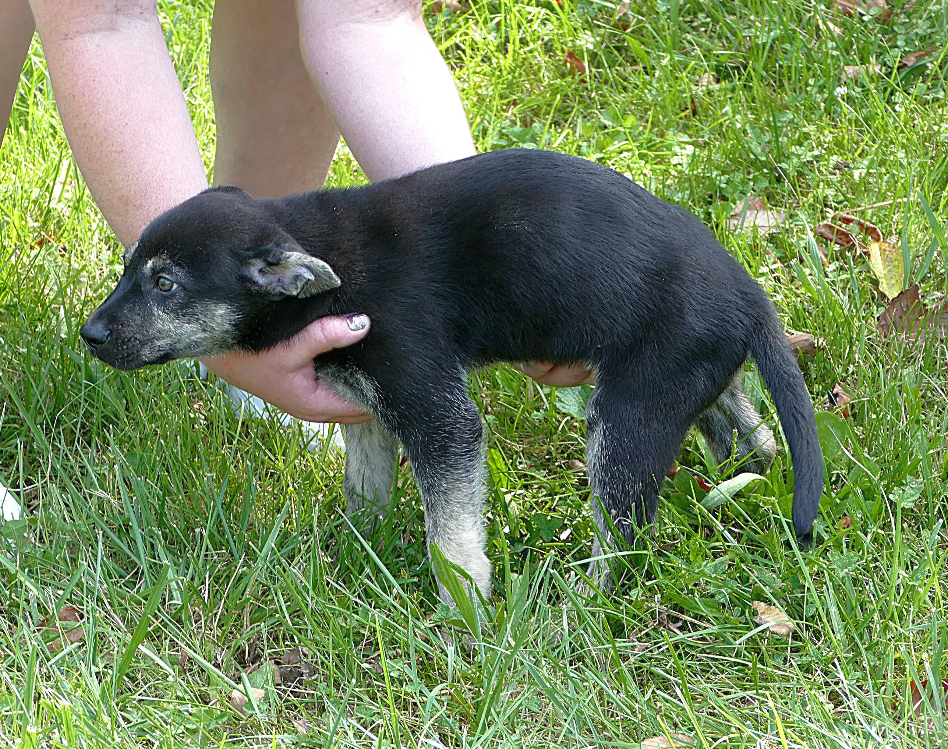 BELLE, an adopted mixed breed in Beechbottom, WV image 5/5