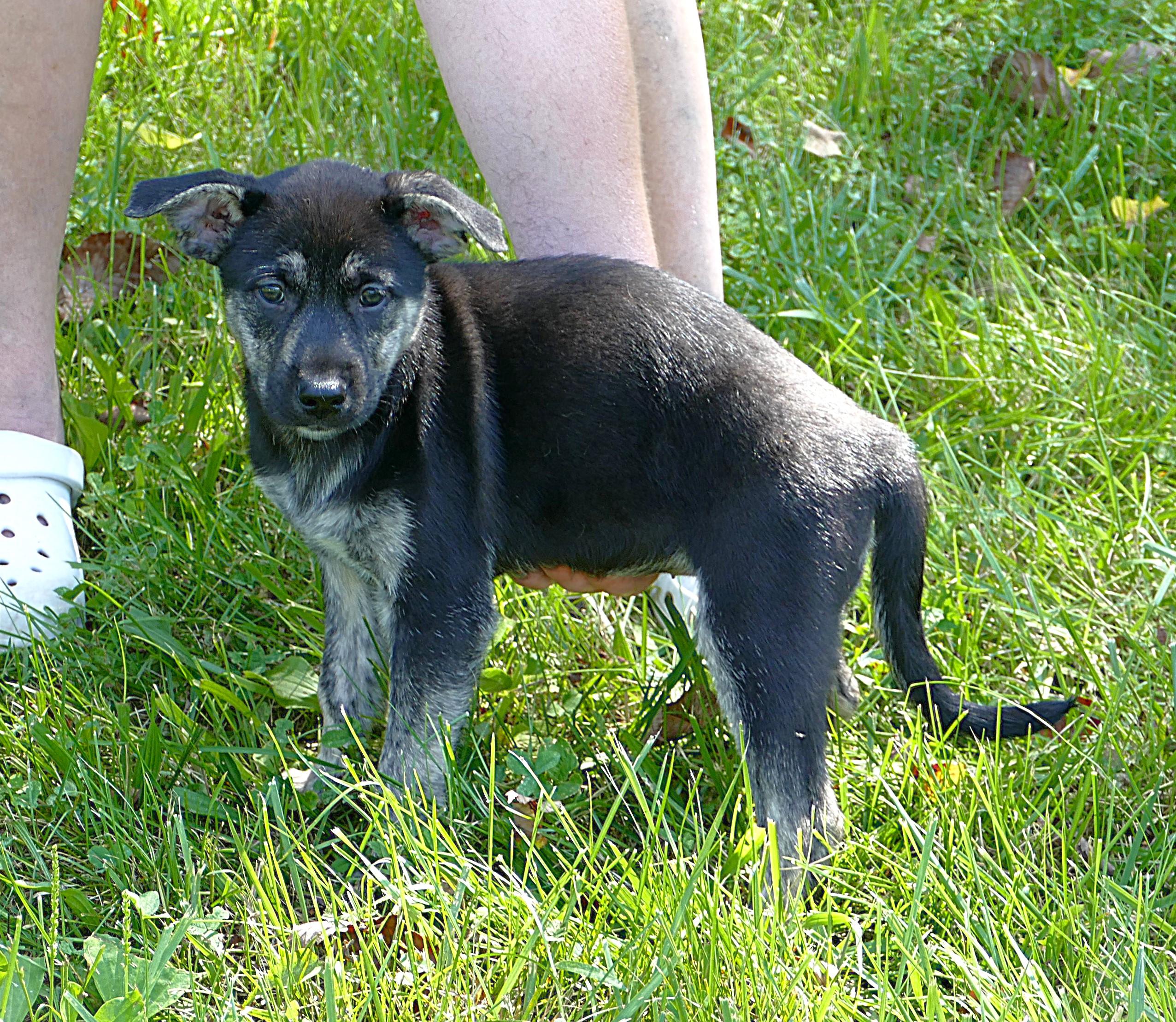 BELLE, an adopted mixed breed in Beechbottom, WV image 4/5