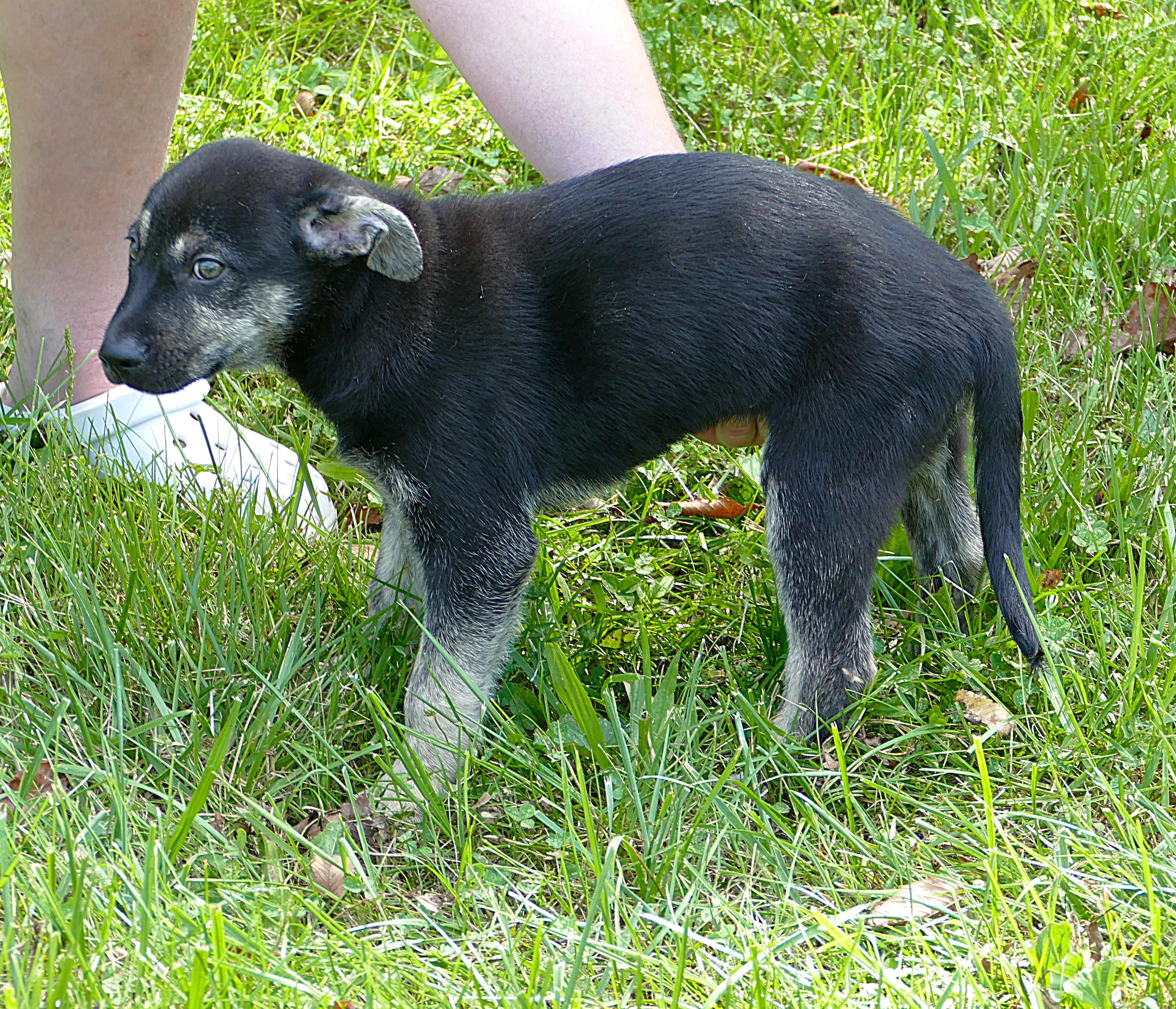 BELLE, an adopted mixed breed in Beechbottom, WV image 2/5