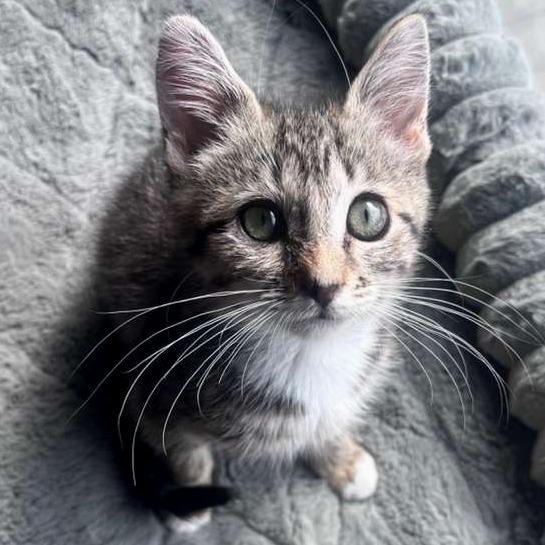 Enlarge Augustine, a Adoptable Domestic Short Hair in Winchester, VA image 1/4