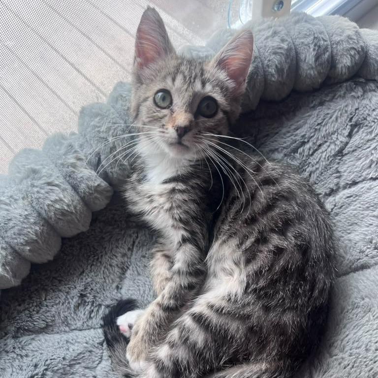 Enlarge Augustine, a Adoptable Domestic Short Hair in Winchester, VA image 2/4