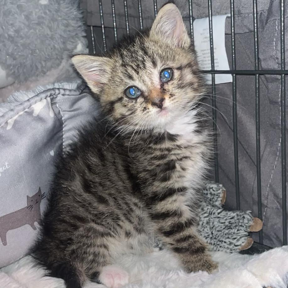 Enlarge Augustine, a Adoptable Domestic Short Hair in Winchester, VA image 3/4