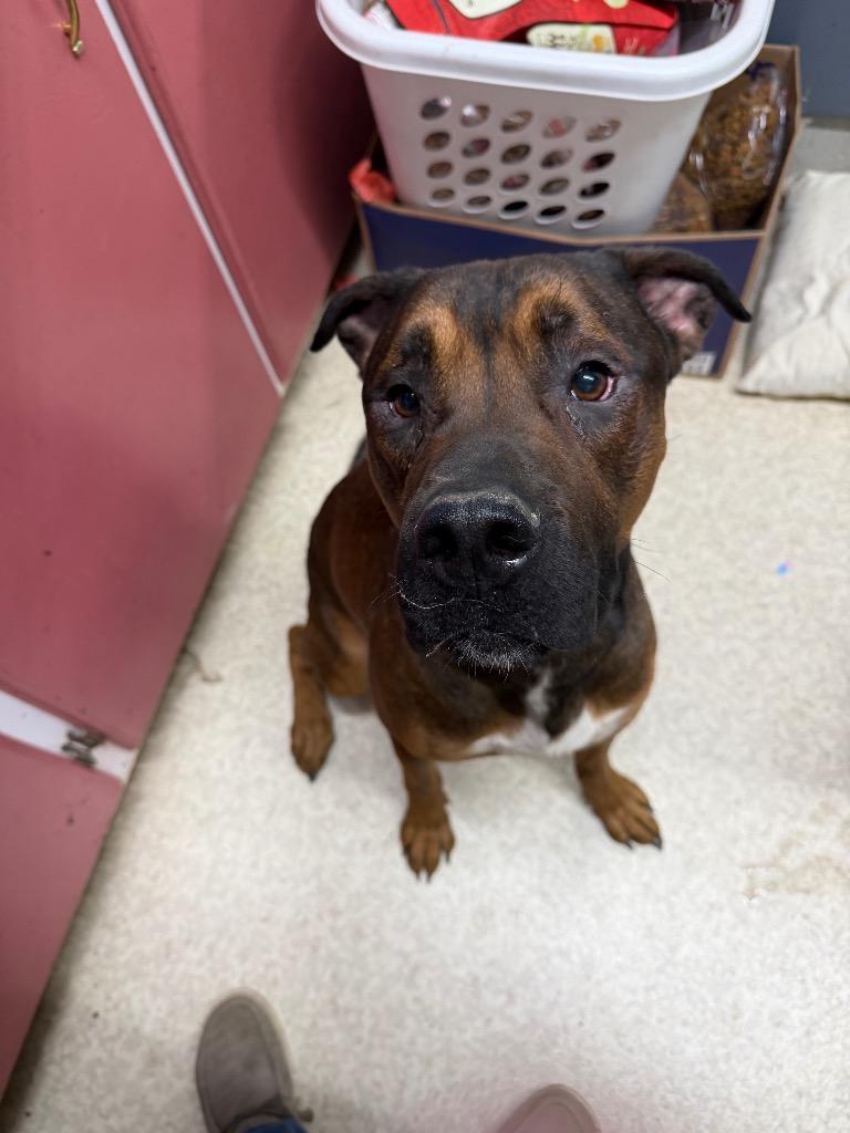 Mac, Adoptable, Adult Male Boxer & Mixed Breed.
