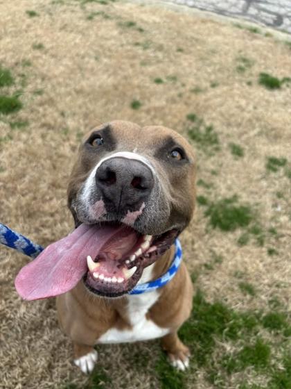 Bazooka Jones, Adoptable, Adult Male Mixed Breed & Mixed Breed.