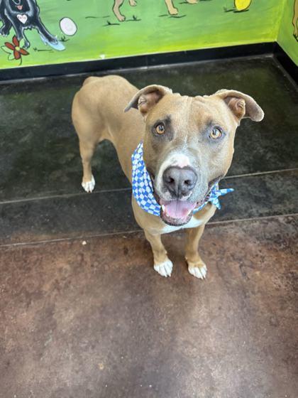 Enlarge Bazooka Jones, a Adoptable mixed breed in Memphis, TN image 1/3