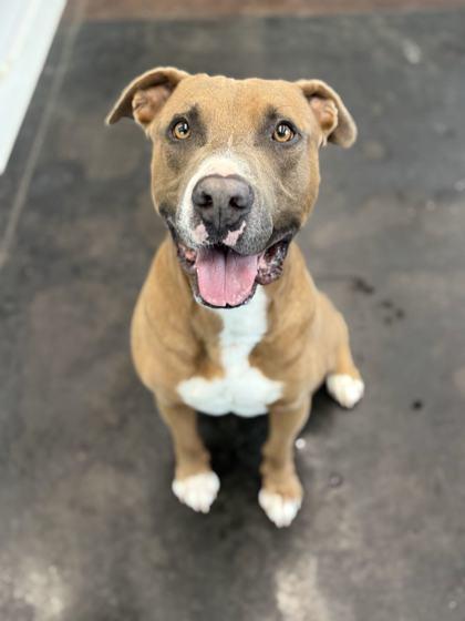 Enlarge Bazooka Jones, a Adoptable mixed breed in Memphis, TN image 2/3