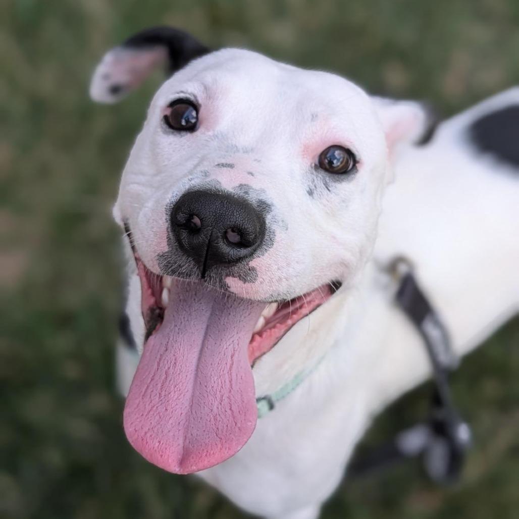 Robert, Adoptable, Adult Male Mixed Breed.