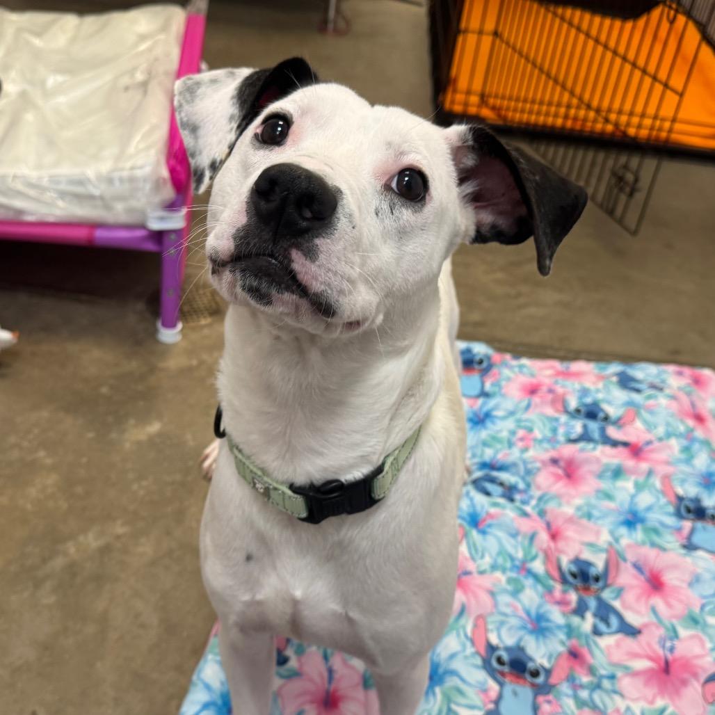 Enlarge Robert, a Adoptable Mixed Breed in Washington Township, OH image 2/6