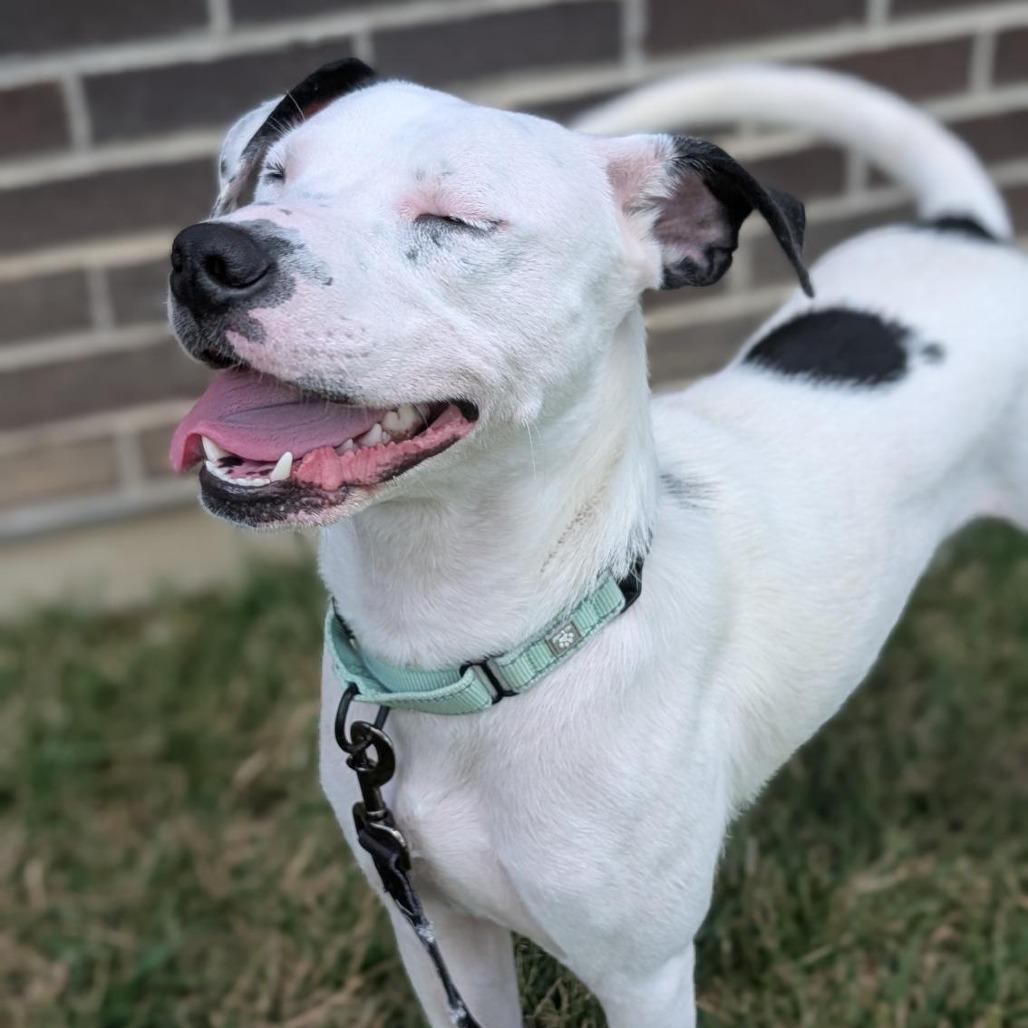 Enlarge Robert, a Adoptable Mixed Breed in Washington Township, OH image 4/6