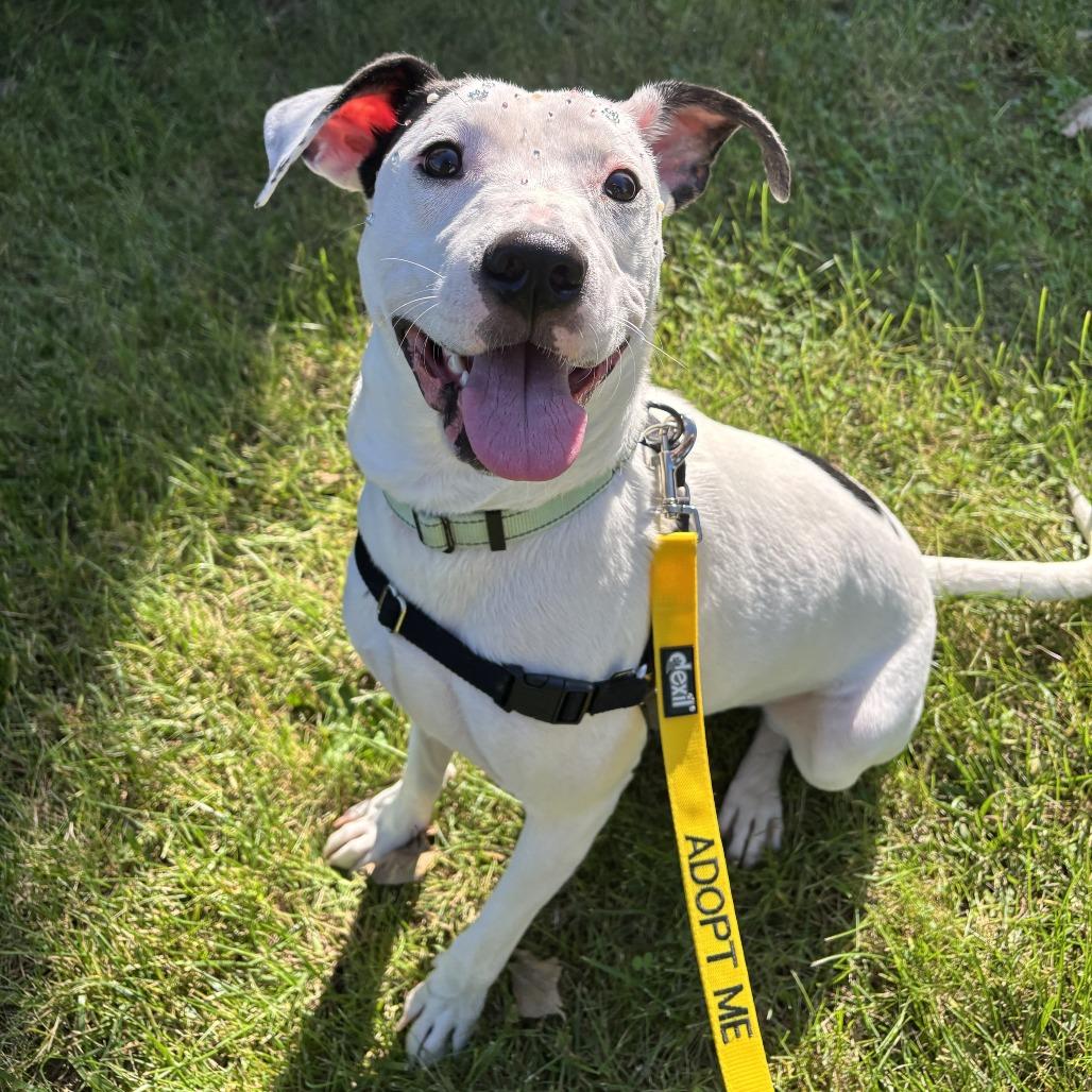 Enlarge Robert, a Adoptable Mixed Breed in Washington Township, OH image 5/6