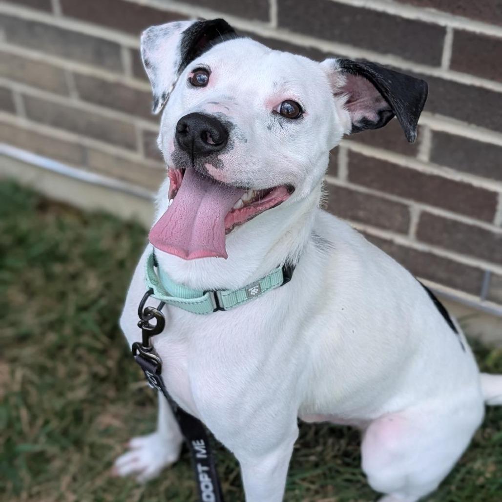 Enlarge Robert, a Adoptable Mixed Breed in Washington Township, OH image 6/6