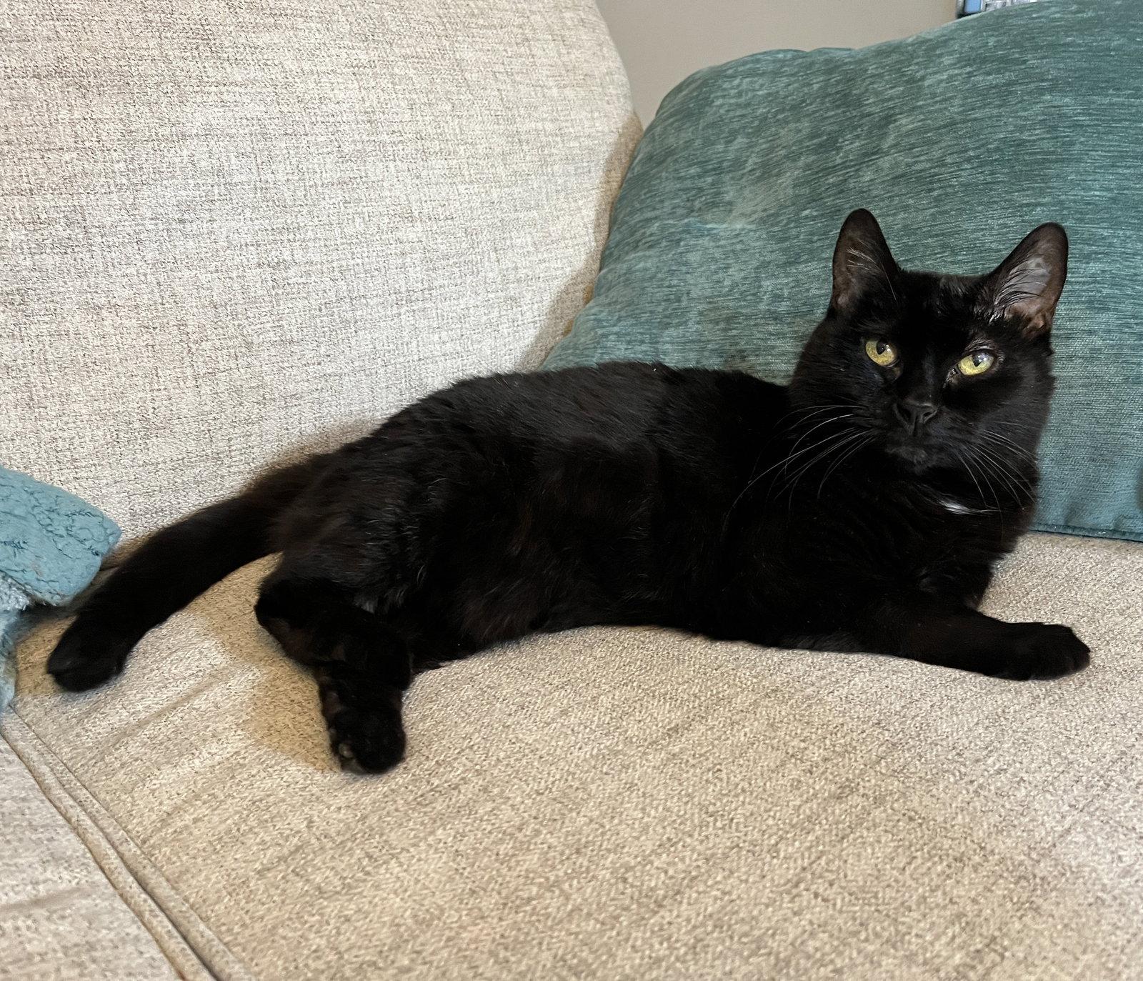 Enlarge Lady Godiva, a Adoptable Domestic Short Hair in Garland, TX image 1/3