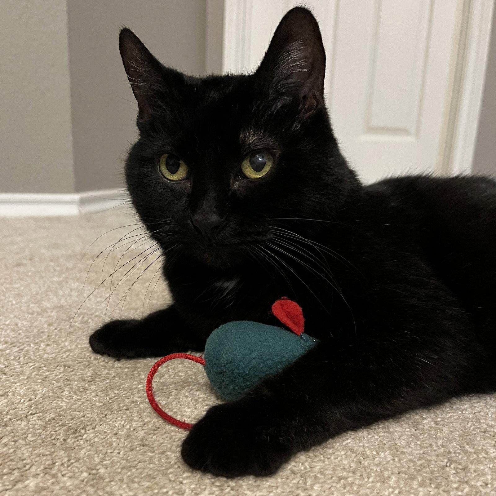 Enlarge Lady Godiva, a Adoptable Domestic Short Hair in Garland, TX image 2/3