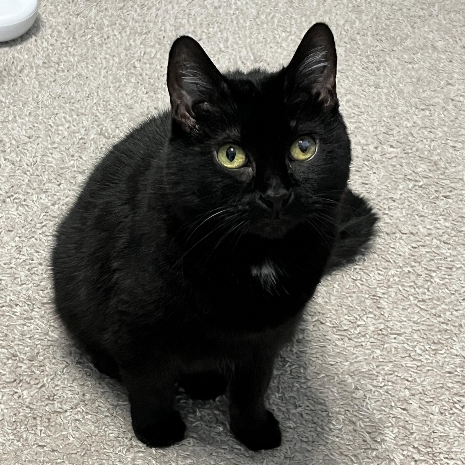 Enlarge Lady Godiva, a Adoptable Domestic Short Hair in Garland, TX image 3/3
