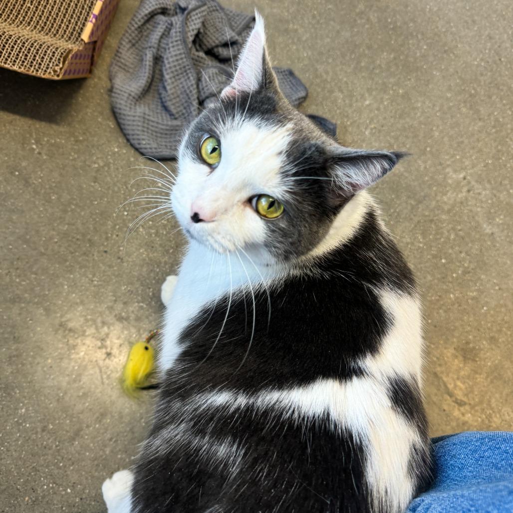 Marshall, Adoptable, Adult Male Domestic Short Hair.