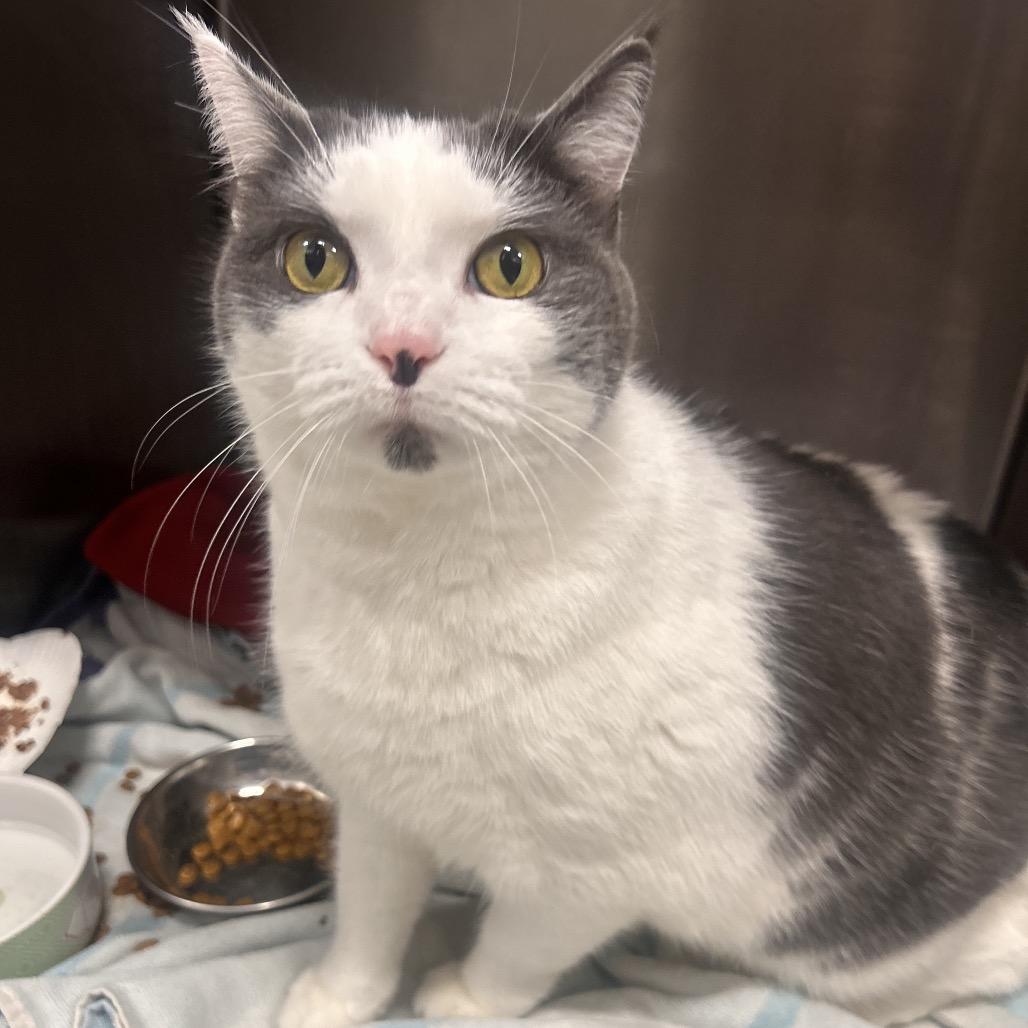 Enlarge Marshall, a Adoptable Domestic Short Hair in Fort Wayne, IN image 2/2