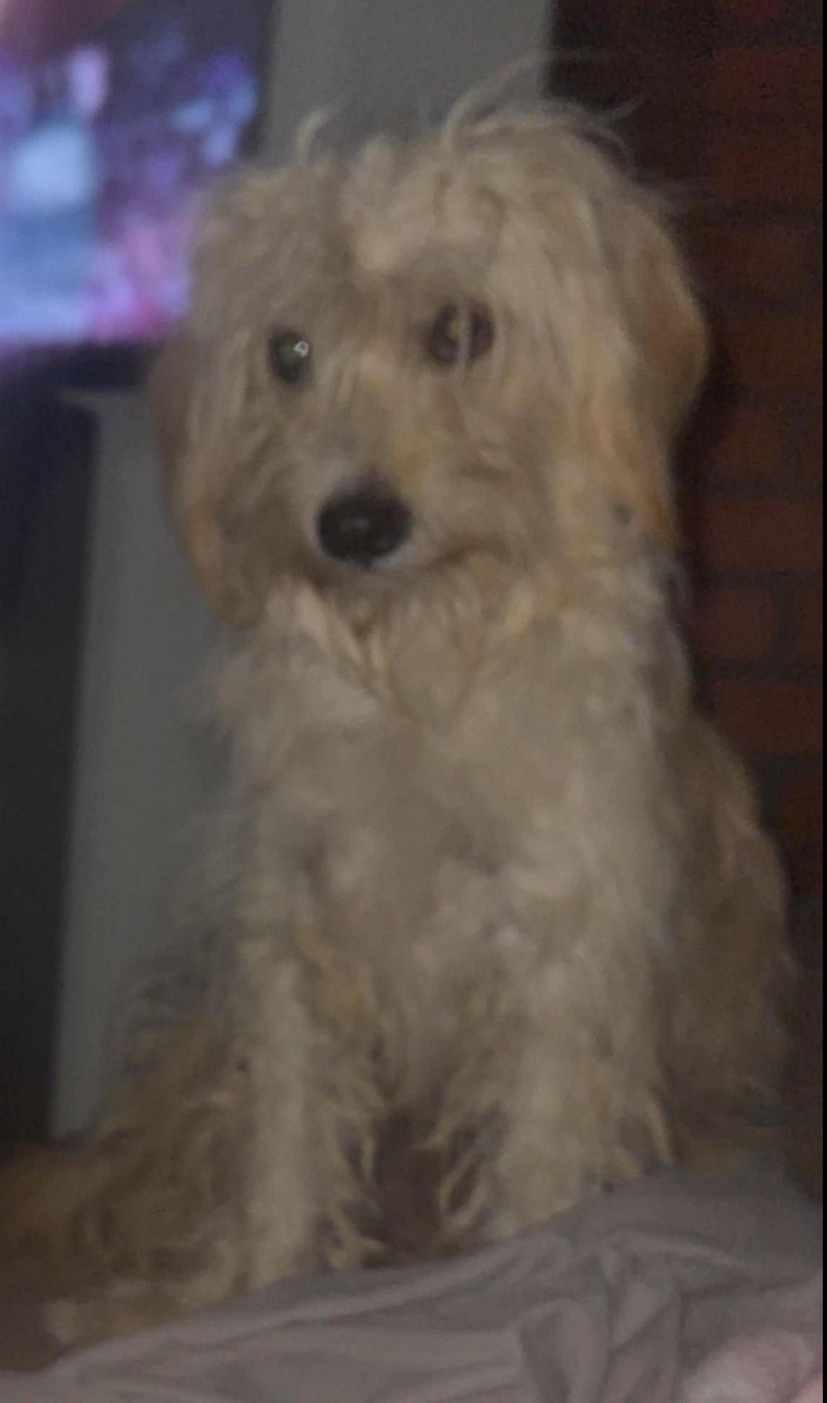 Crockett - ADOPTION IN PROCESS, Adoptable, Young Male Havanese & Terrier.