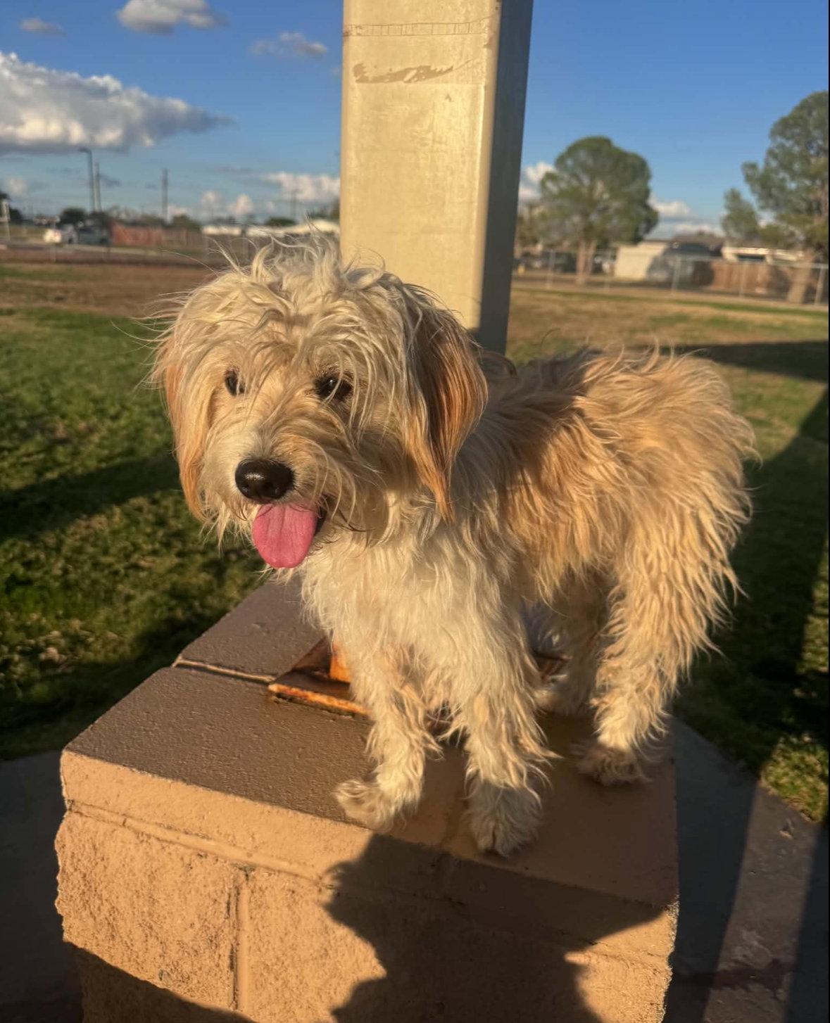 Enlarge Crockett - ADOPTION IN PROCESS, a Adoptable mixed breed in Grafton, WI image 2/3