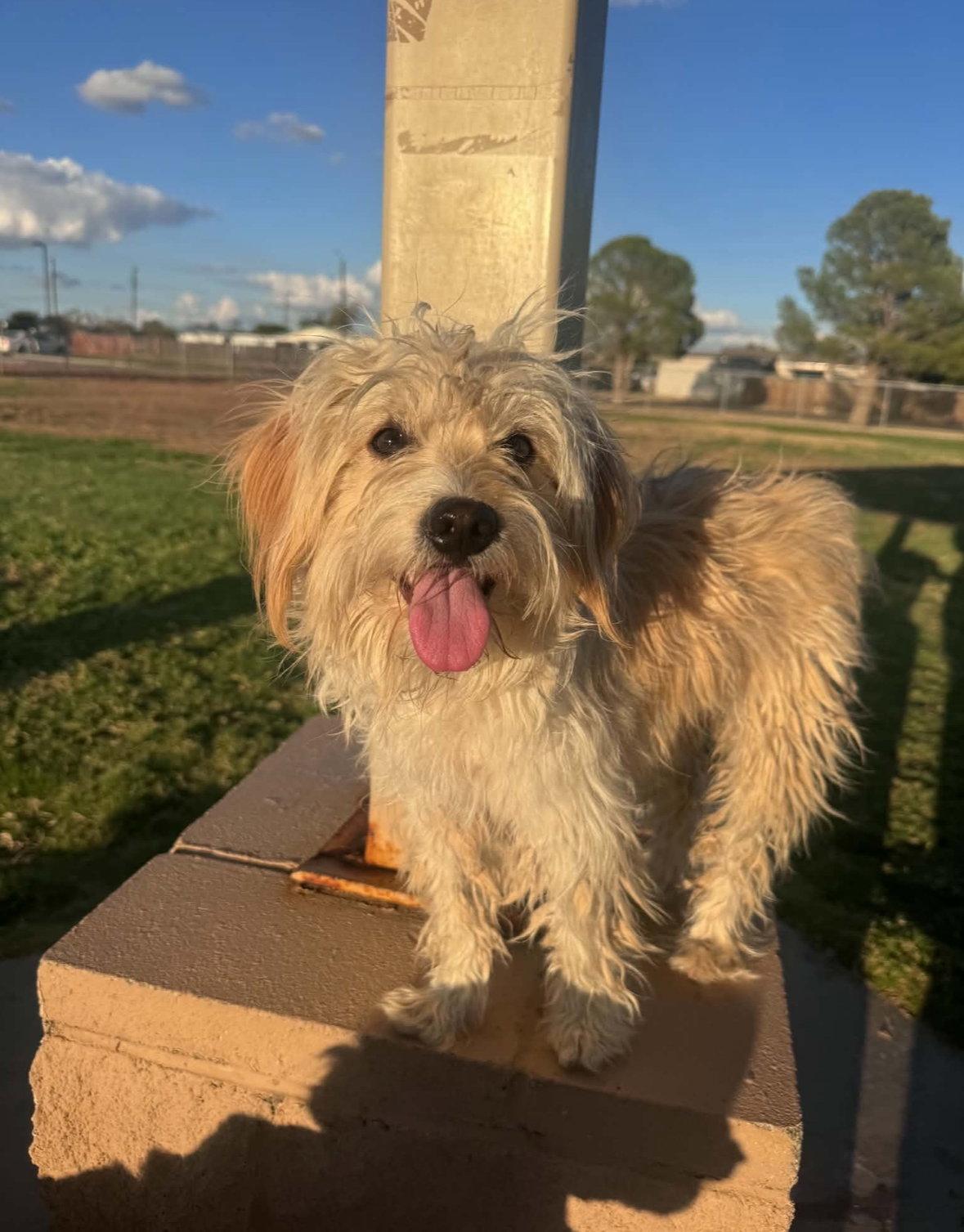 Enlarge Crockett - ADOPTION IN PROCESS, a Adoptable mixed breed in Grafton, WI image 3/3