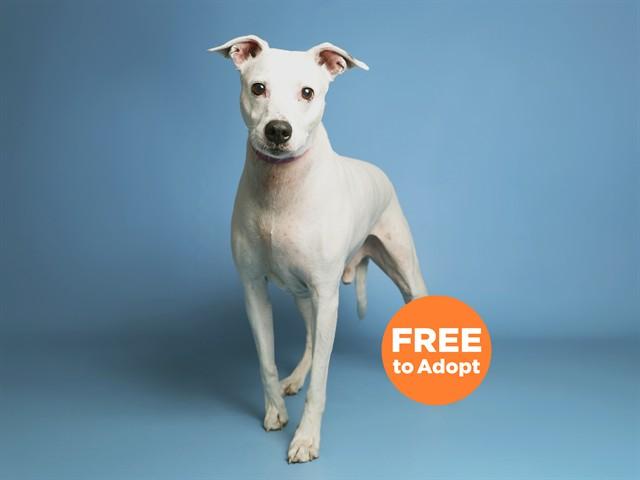 MACK, Adoptable, Adult Male Dalmatian.