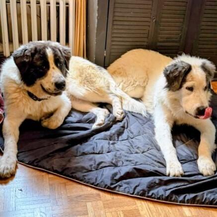 Darling, Adoptable, Puppy Female Great Pyrenees.