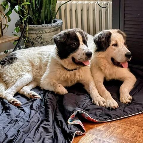 Enlarge Darling, a Adoptable Great Pyrenees in Louisville, KY image 2/6