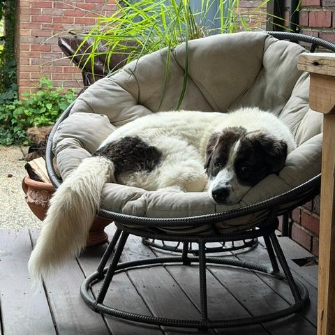 Enlarge Darling, a Adoptable Great Pyrenees in Louisville, KY image 3/6
