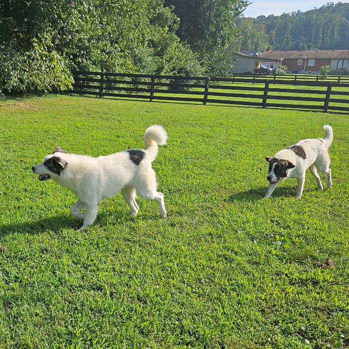 Enlarge Darling, a Adoptable Great Pyrenees in Louisville, KY image 4/6