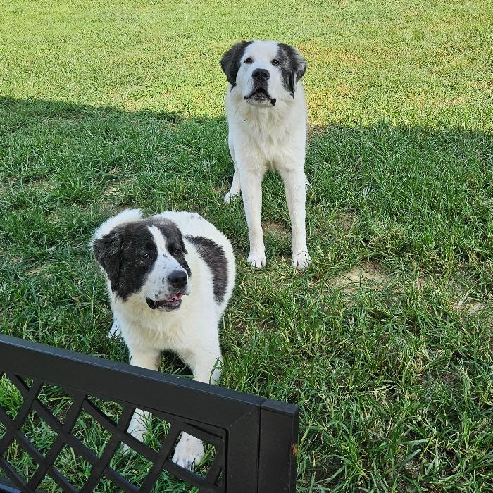 Enlarge Darling, a Adoptable Great Pyrenees in Louisville, KY image 6/6