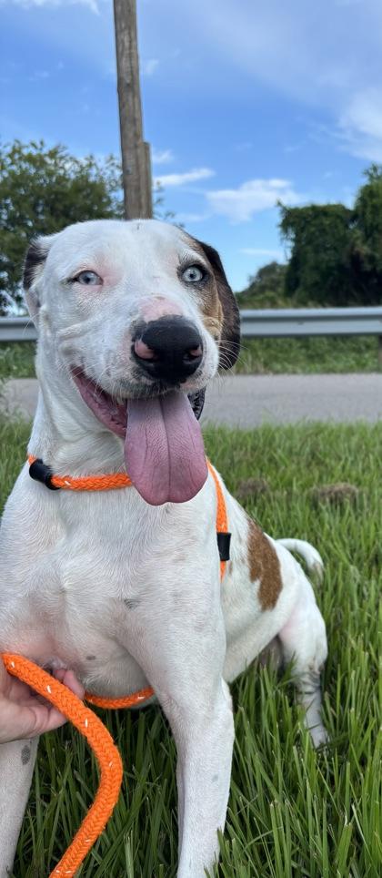 Blitz, Adoptable, Adult Male Catahoula Leopard Dog & Mixed Breed.