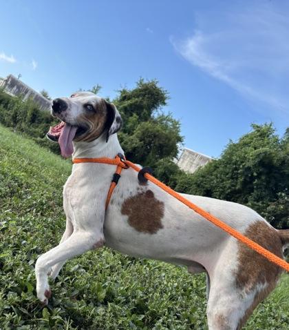 Enlarge Blitz, a Adoptable mixed breed in New Orleans, LA image 2/2