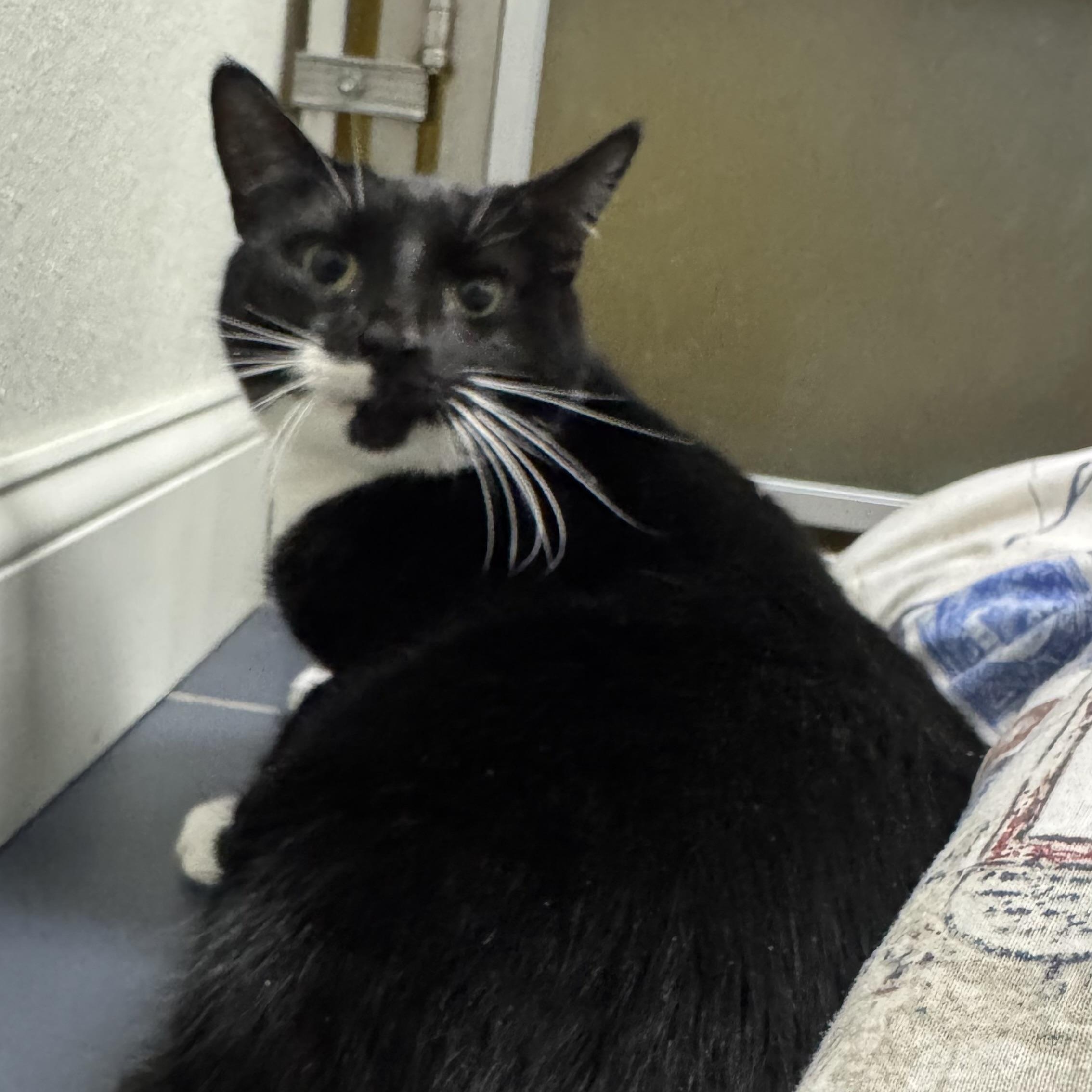 Enlarge Chico, a Adoptable Domestic Short Hair in Fall River, MA image 3/3