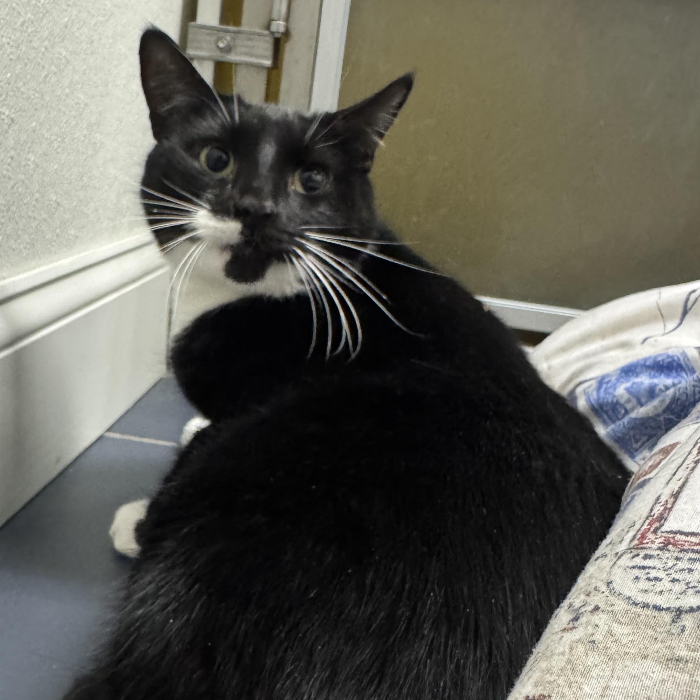 Enlarge Chico, a Adoptable Domestic Short Hair in Fall River, MA image 1/3