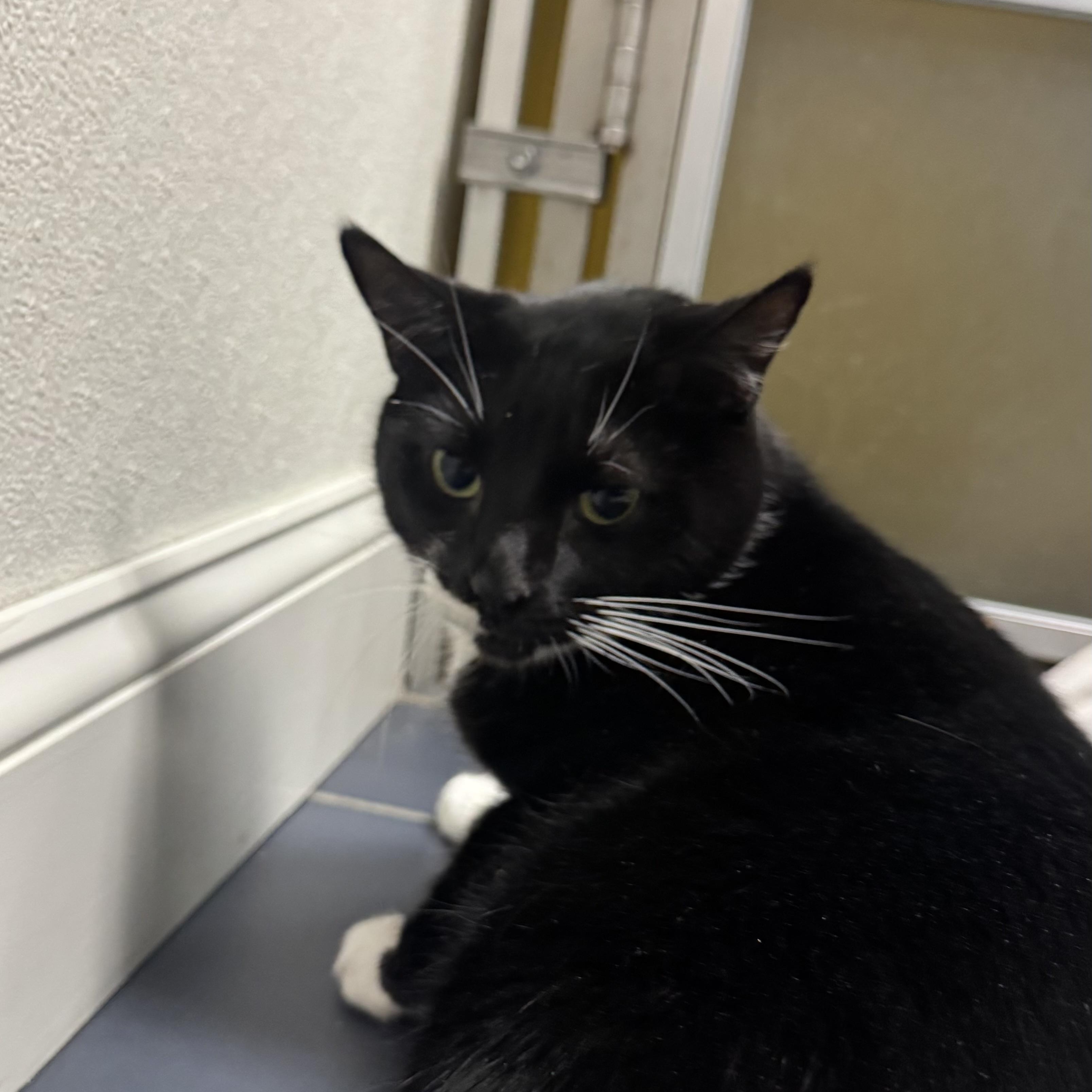 Enlarge Chico, a Adoptable Domestic Short Hair in Fall River, MA image 2/3