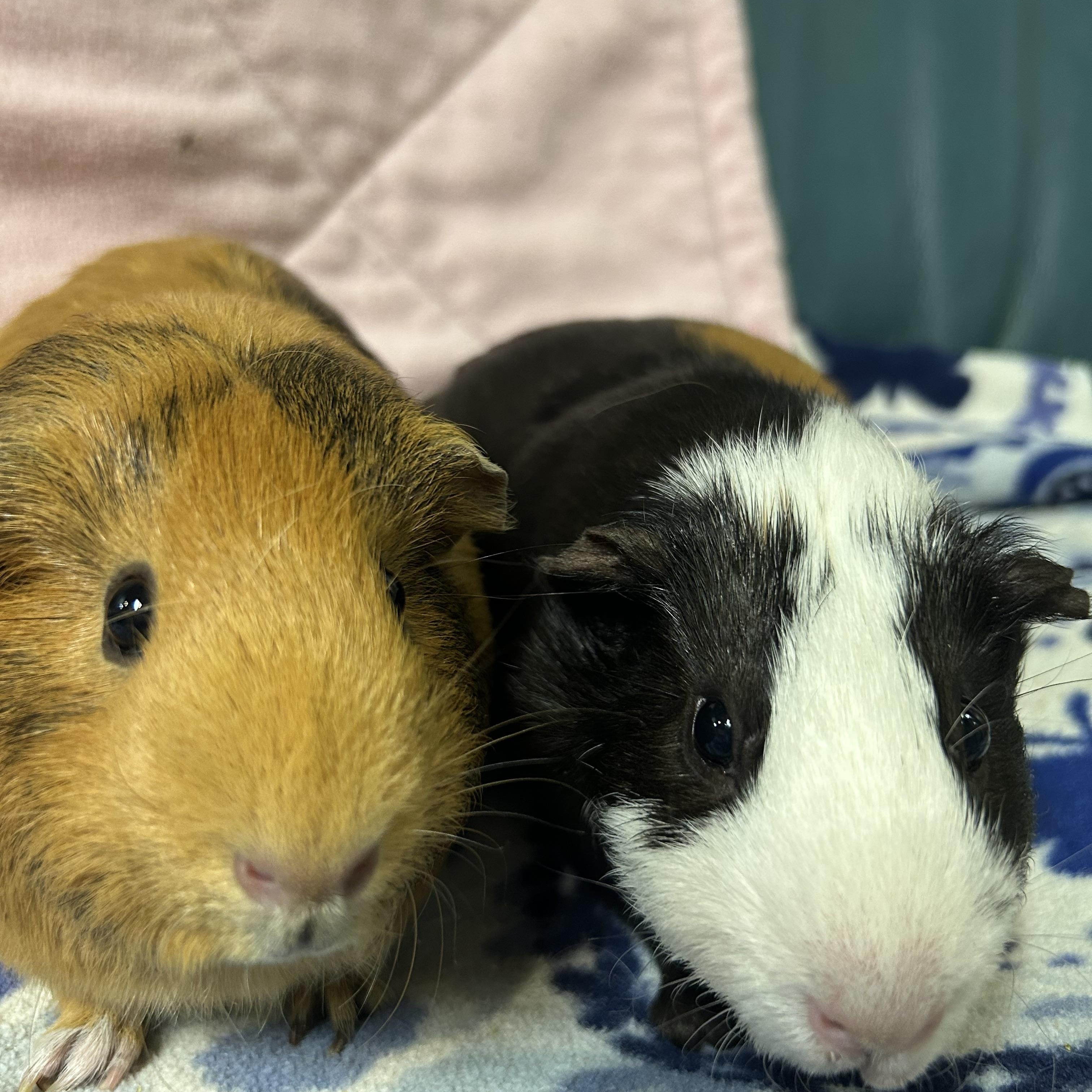 Enlarge Romi, a Adoptable Short-Haired in Hendersonville, NC image 3/3