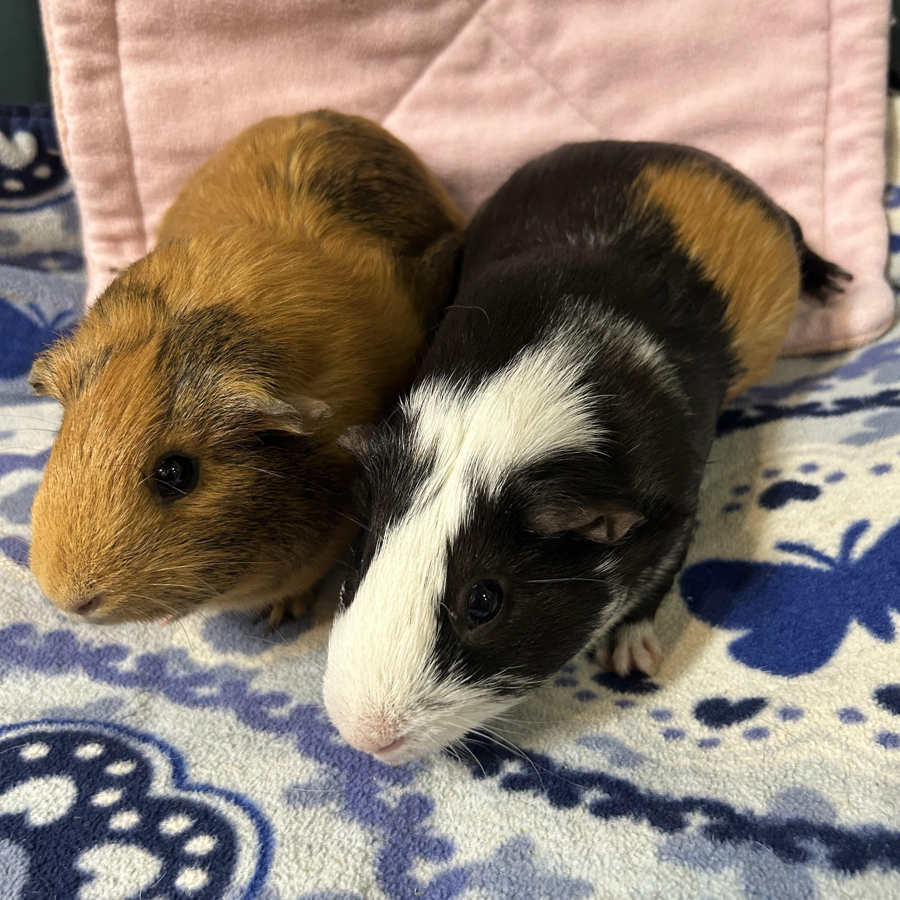 Enlarge Romi, a Adoptable Short-Haired in Hendersonville, NC image 2/3