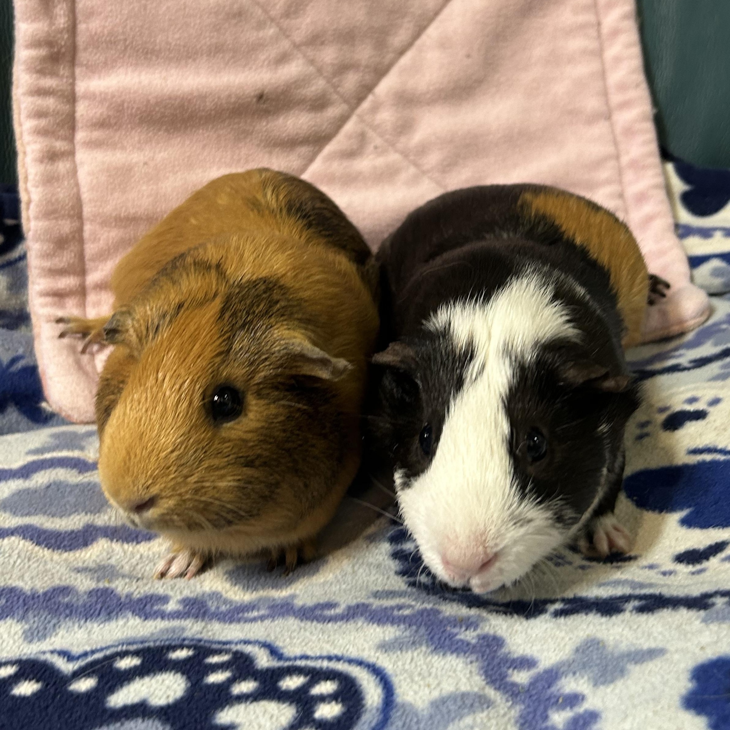 Enlarge Romi, a Adoptable Short-Haired in Hendersonville, NC image 1/3