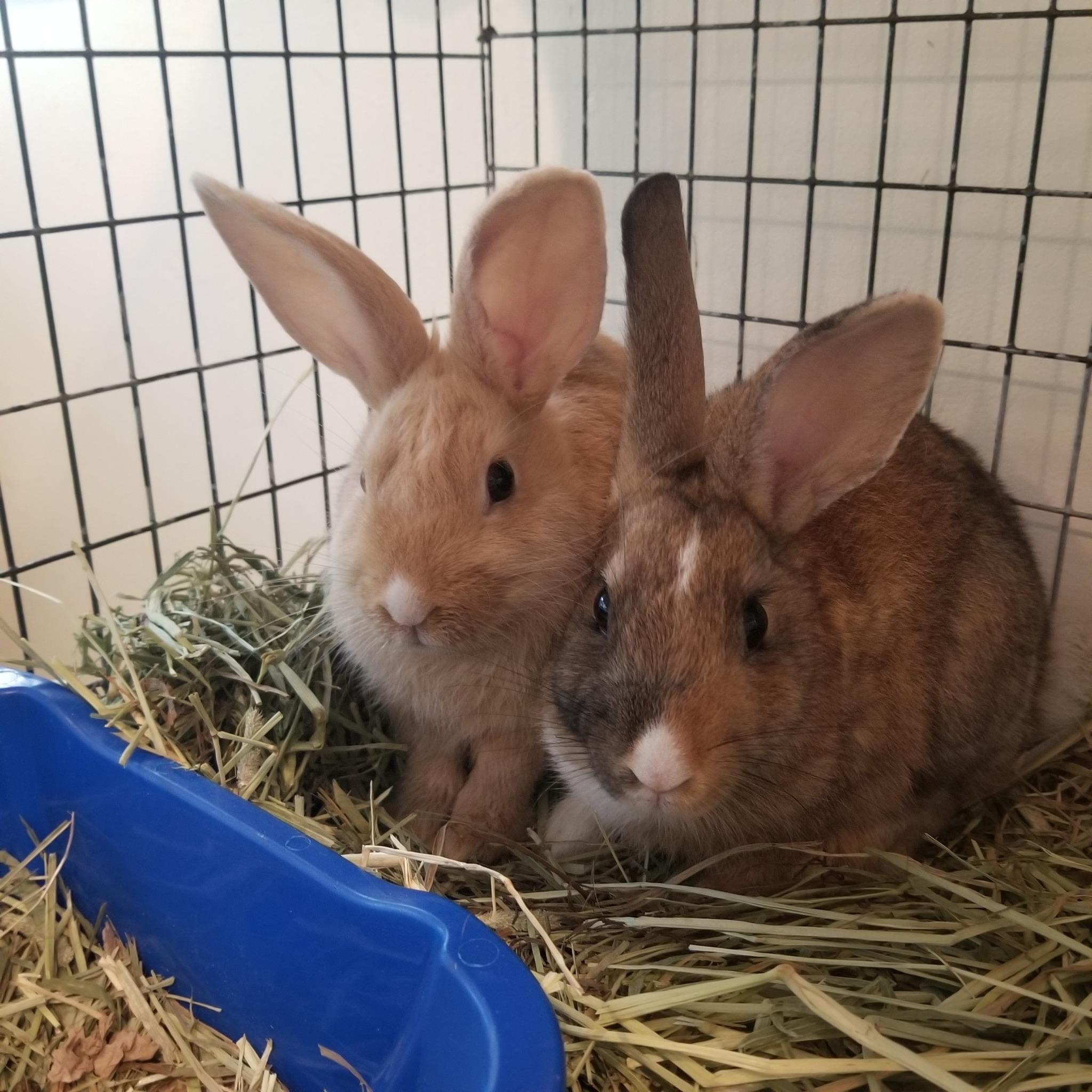 Twig and Tinder, a Adoptable Rex in Bellingham, WA image 5/6