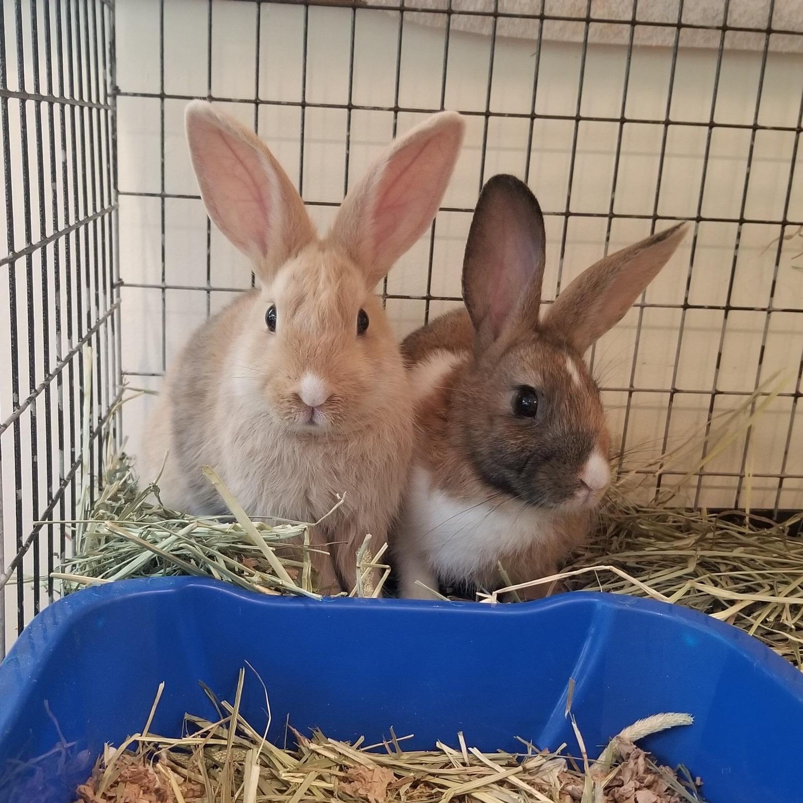 Twig and Tinder, a Adoptable Rex in Bellingham, WA image 6/6