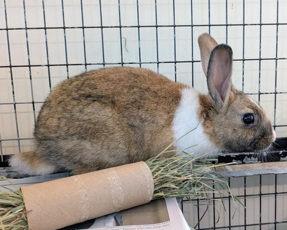 Twig and Tinder, a Adoptable Rex in Bellingham, WA image 2/6