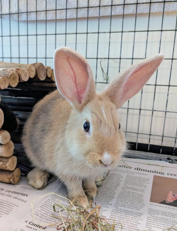 Twig and Tinder, a Adoptable Rex in Bellingham, WA image 3/6