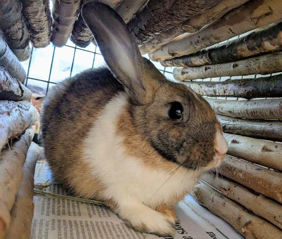 Twig and Tinder, a Adoptable Rex in Bellingham, WA image 4/6