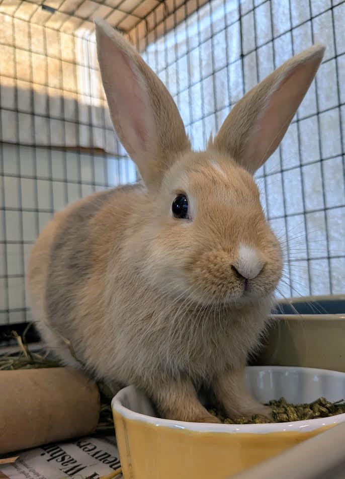 Twig and Tinder, a Adoptable Rex in Bellingham, WA image 1/6