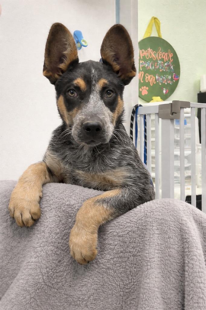 Rango, Adopted, Puppy Male Australian Cattle Dog / Blue Heeler.