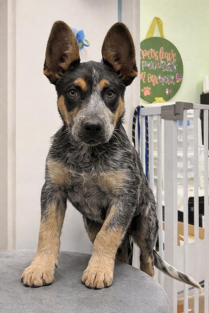 Enlarge Rango, a Adopted Australian Cattle Dog / Blue Heeler in Arlington, TX image 2/2