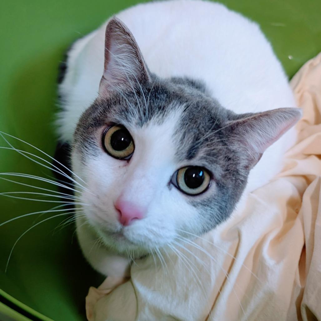 Enlarge Ponyo, a Adoptable Domestic Short Hair in Huntsville, AR image 1/3