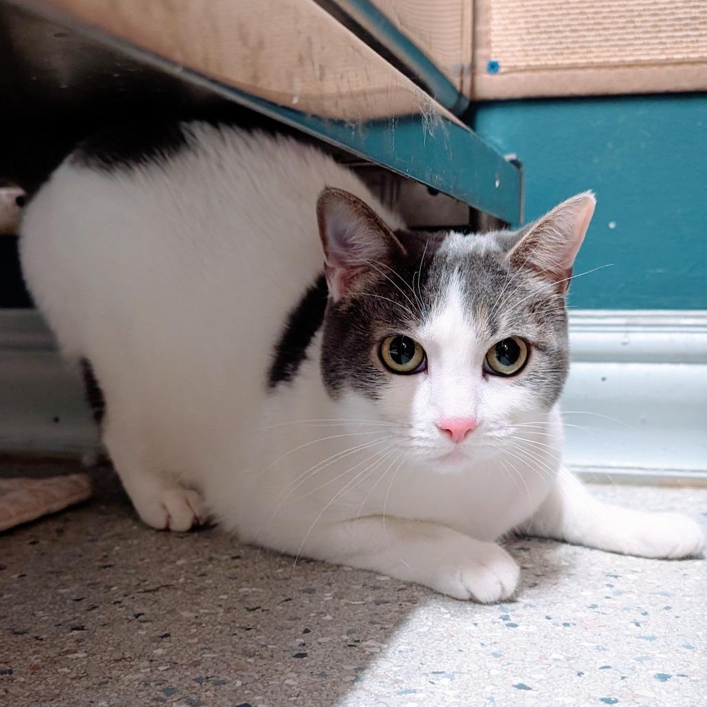 Enlarge Ponyo, a Adoptable Domestic Short Hair in Huntsville, AR image 2/3