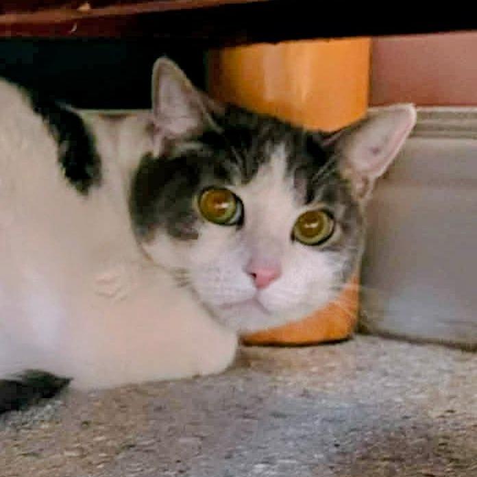 Enlarge Ponyo, a Adoptable Domestic Short Hair in Huntsville, AR image 3/3